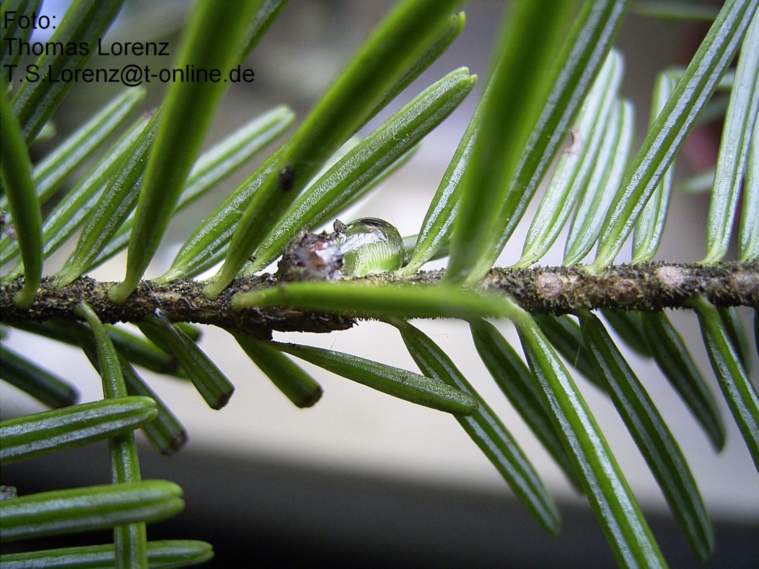 Bilder Tanne Waldtrachtbeobachter Süd e.V.
